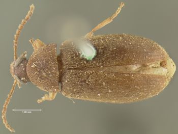 Media type: image;   Entomology 4729 Aspect: habitus dorsal view